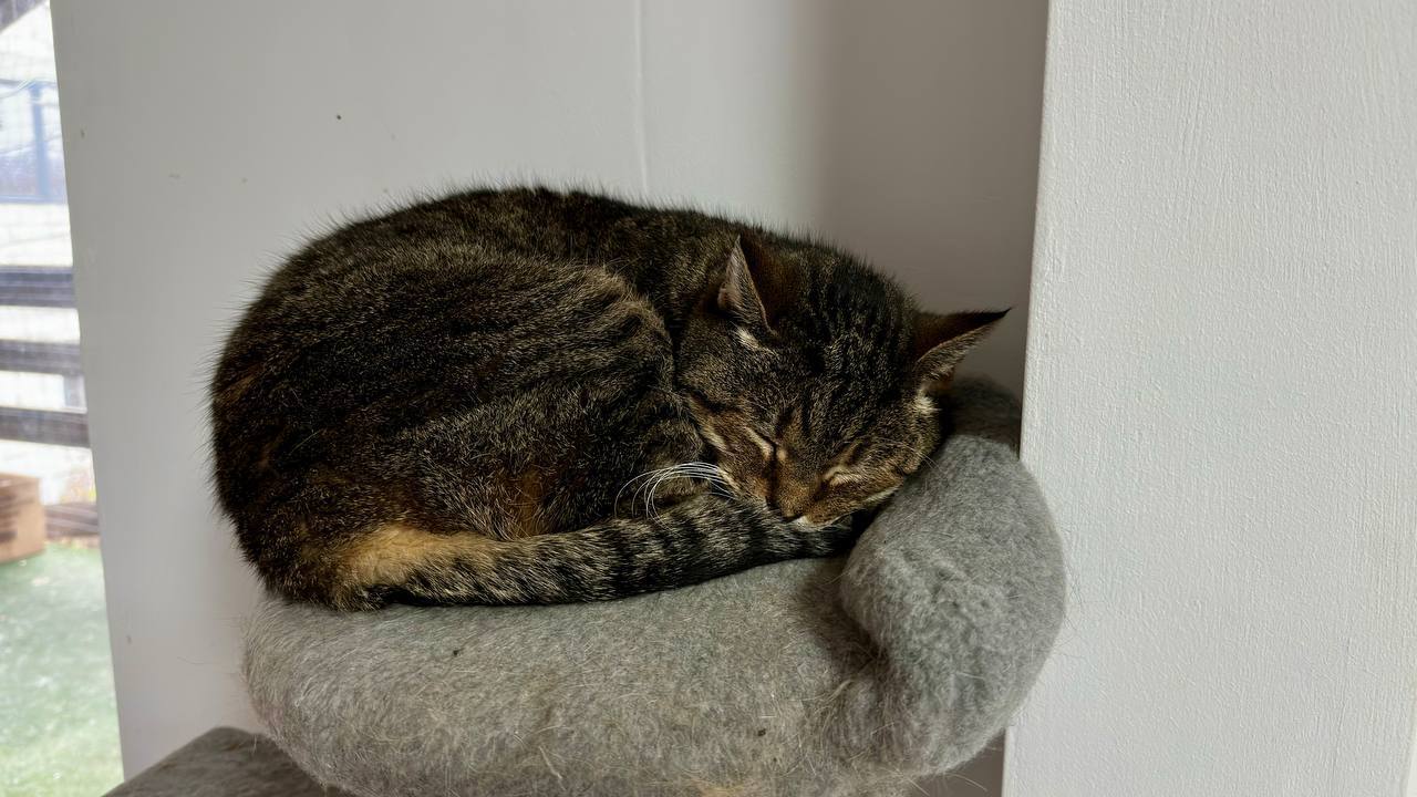 Fundraiser for warm pet beds and heating for Kharkiv’s cats and dogs